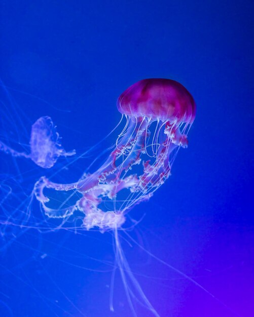 Close-up van kwallen tegen een blauwe achtergrond