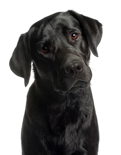 Close-up van Labrador Retriever, 10 maanden oud,