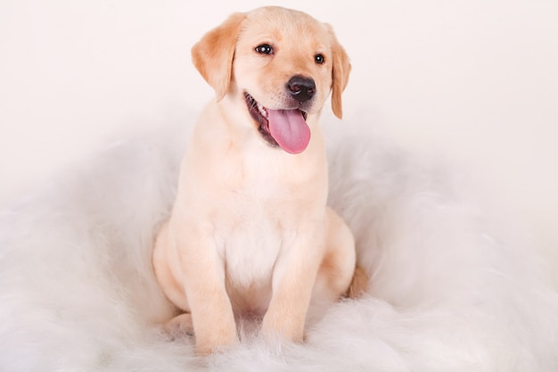 Close-up van Labradorpuppy