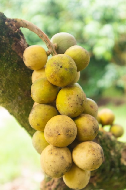 Close-up van Lansium parasiticum of longkong boom in Thailand