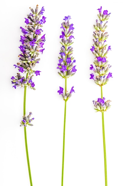 Foto close-up van lavendel bloemen op een witte achtergrond