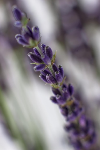 Close-up van lavendel Macrofoto van een takje lavendel Selectieve aandacht