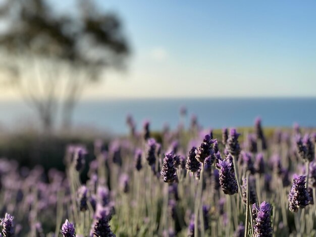 Close-up van lavendel met zee en gumboom op de achtergrond