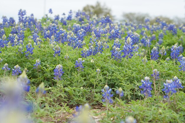 Foto close-up van lavendelbloemen die op het veld groeien