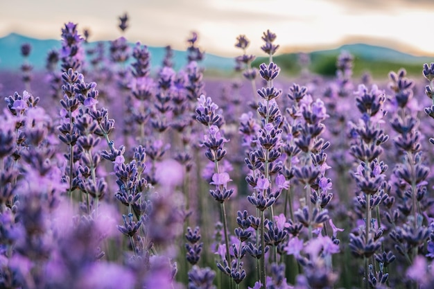 Close-up van lavendelbloemen in een lavendelveld bij Chatillon en Diois in het zuiden van Frankrijk