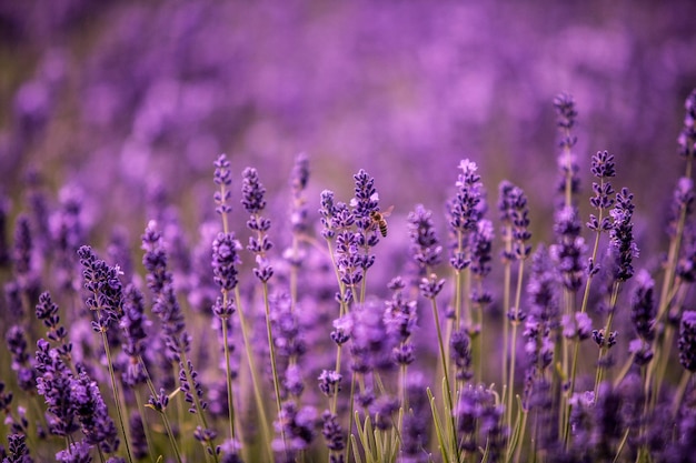 Close-up van lavendelen die bloeien in het park
