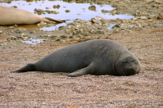 Foto close-up van leeuwen die op het zand liggen in patagonië, argentinië