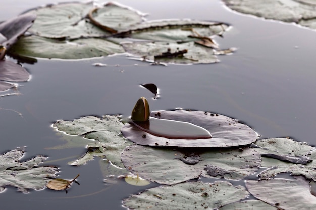 Close-up van lelie pads in het water