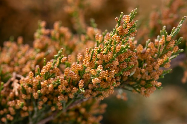 Close-up van lente heldere bladeren Japanse Sugi pine Cryptomeria Japonica of Cupressus japonica Japanse ceder of redwood groeit in Arboretum Park zuidelijke culturen in Sirius Adler maart