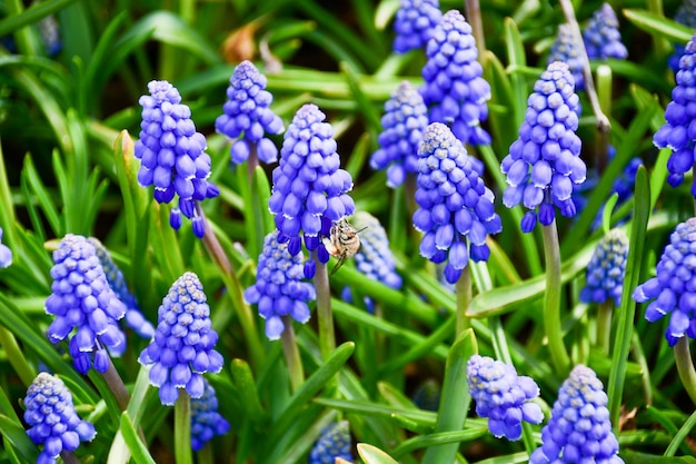 Close-up van lentebloemen Muishyacint of Muscari lat Muscari Blauwe bloemen in een bloembed