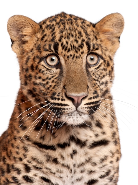 Close-up van Leopard, Panthera pardus, 6 maanden oud,