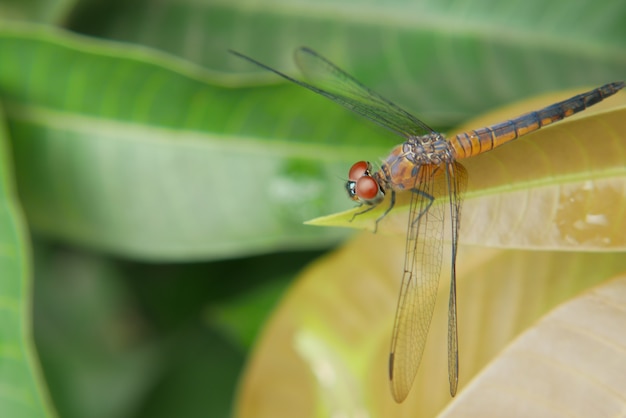 Close up van libel op een plant