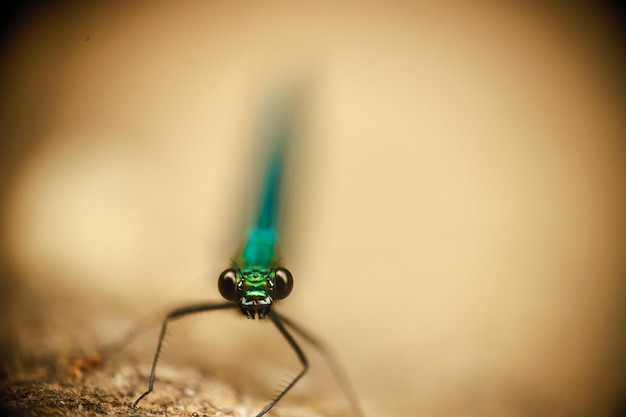 Foto close-up van libelkop met onscherpe lichte achtergrond