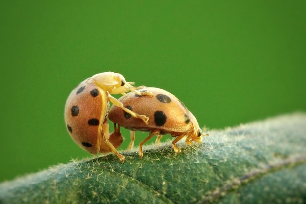 Close-up van lieveheersbeestjes die zich paren op een blad