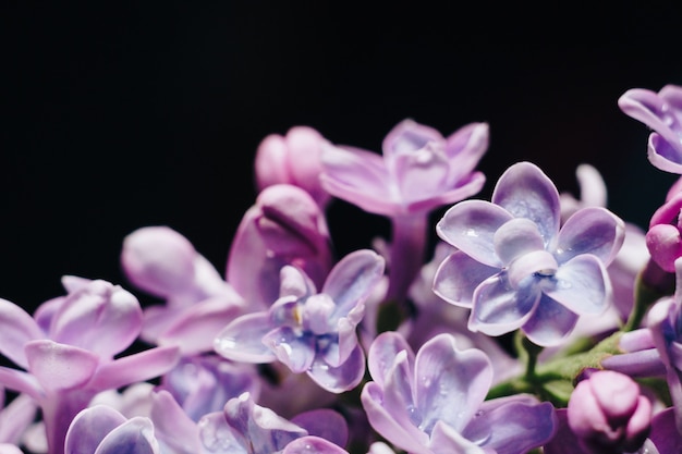 Close-up van lila bloemen op een zwarte achtergrond