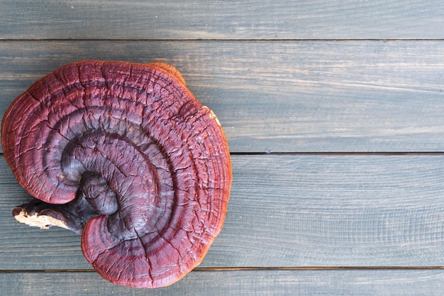 Close-up van Ling zhi paddenstoel op houten tafel