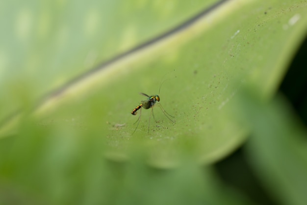 Close-up van Long-legged fly