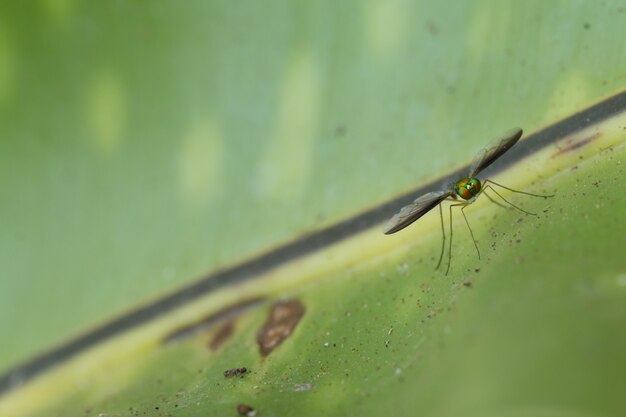 Close-up van Long-legged fly