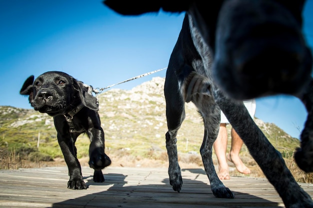 Foto close-up van lopende honden