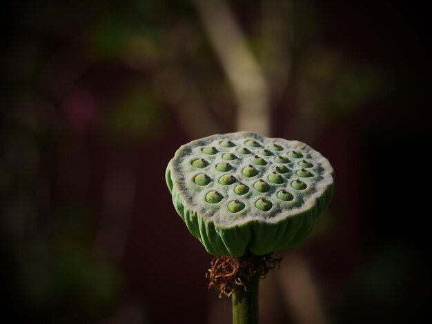 Foto close-up van lotus waterlelie in de plant