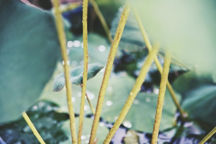 Foto close-up van lotusstengels in een vijver