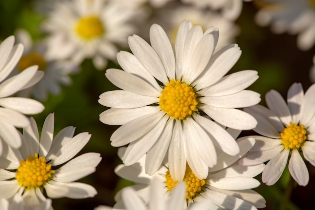 Close-up van madeliefje (Bellis perennis) bloeiend in een weiland in het voorjaar, Izmir / Turkije