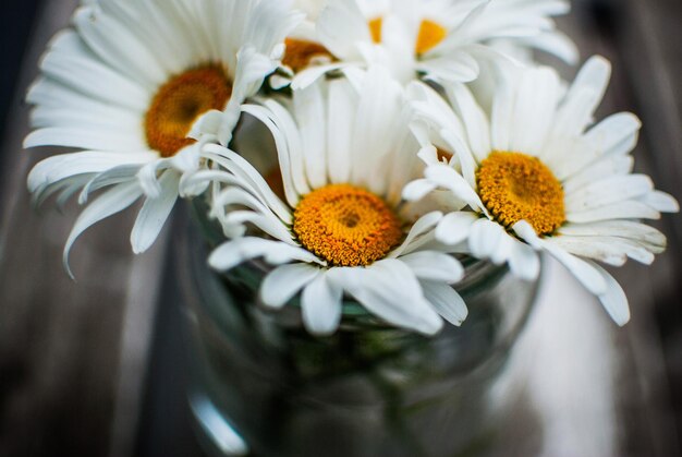 Foto close-up van madeliefjesbloemen in een vaas