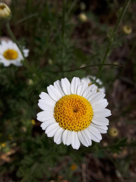 Foto close-up van madeliefjesbloemen