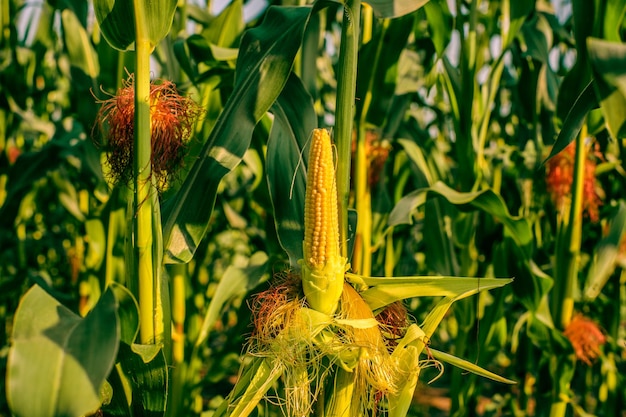 Close-up van maïs op een boerderij bij zonsondergang