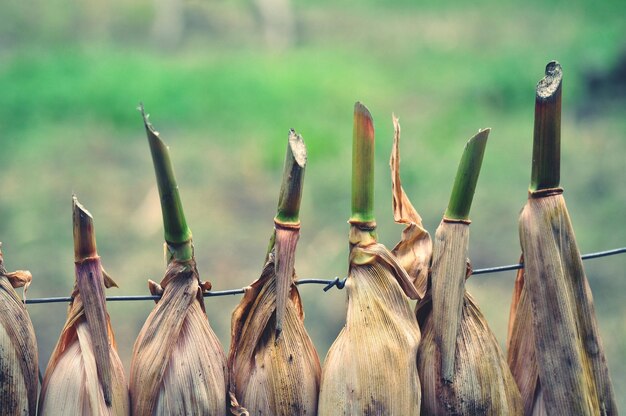 Foto close-up van maïs op een houten paal op het veld