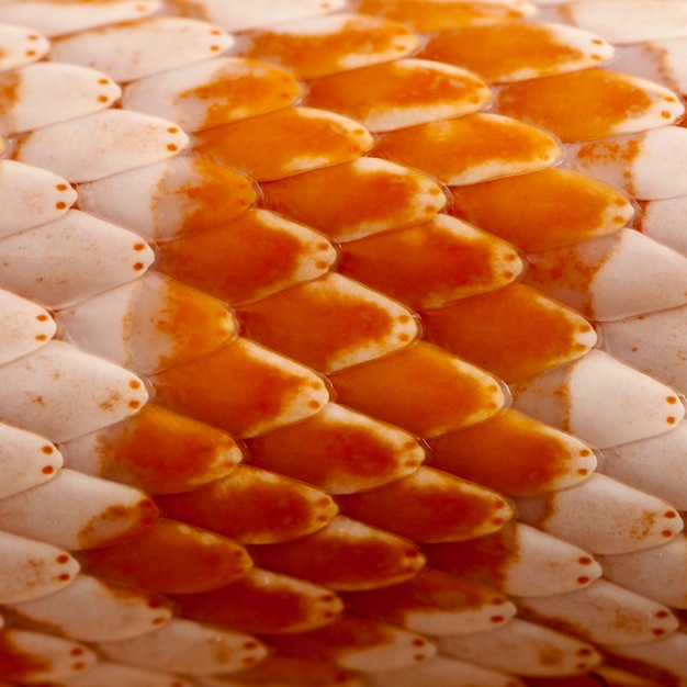 Close-up van maïs slangenleer of rode rat slangenleer, Pantherophis guttattus