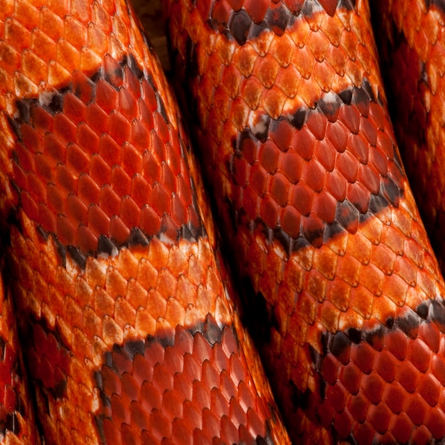 Close-up van maïs slangenleer of rode rat slangenleer, pantherophis guttattus