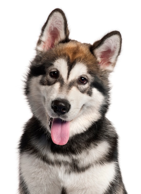 Close-up van Malamute-puppy Van Alaska, 5 maanden oud