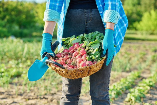 Close-up van mand met vers geplukte radijzen in de handen van tuinman