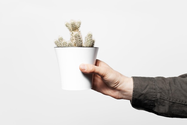 Close-up van mannelijke hand met cactus in witte pot op witte achtergrond