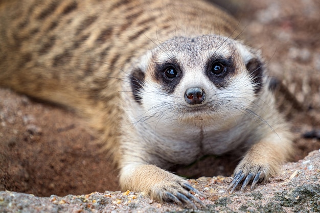 Close-up van meerkatgezicht