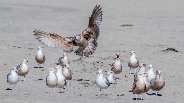 Close-up van meeuwen op het strand