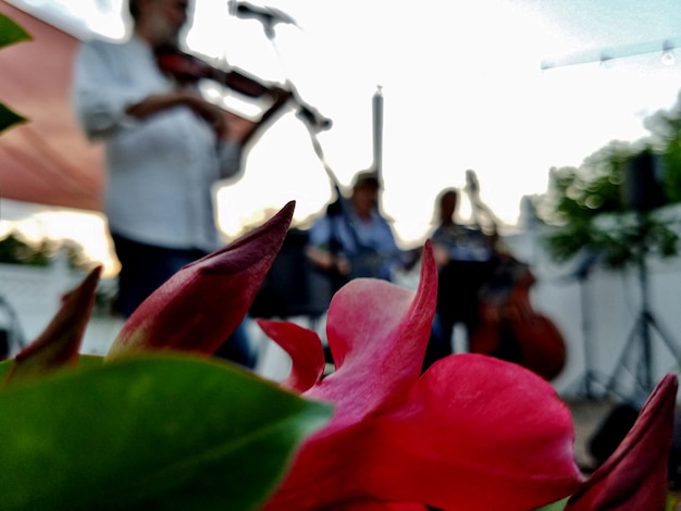 Foto close-up van mensen op bloem tegen de lucht