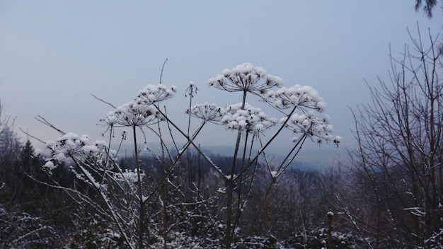 Foto close-up van met sneeuw bedekte planten tegen de lucht