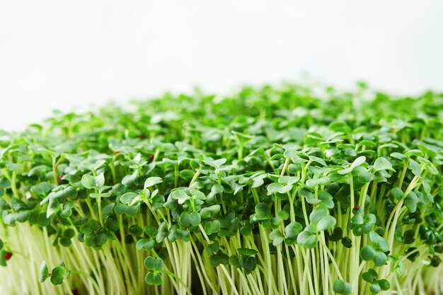 Close-up van microgreen broccoli.