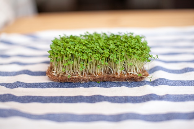 Close-up van microgroenten van mosterd, rucola en andere planten thuis. Groeiende mosterd en rucola spruiten in close-up thuis. Het concept van veganistisch en gezond eten. Gekiemde zaden, microgreens