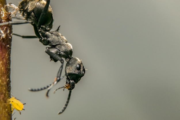 Close-up van mieren op de stengel