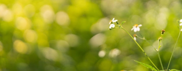 Close-up van mini witte bloem met geel stuifmeel onder zonlicht met kopieerruimte met als achtergrond groene natuurlijke planten landschap, ecologie voorblad concept.