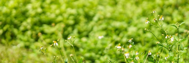 Close-up van mini witte bloem met geel stuifmeel onder zonlicht met kopieerruimte met als achtergrond groene natuurlijke planten landschap ecologie voorblad concept