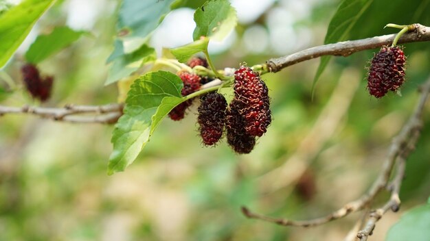 Foto close up van moerbeiboomfruit in een boomgaard