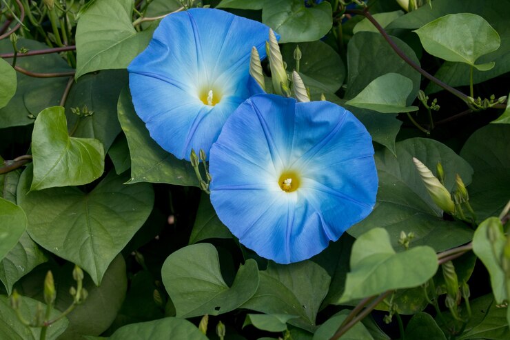 Close-up van Mooi bloemveld
