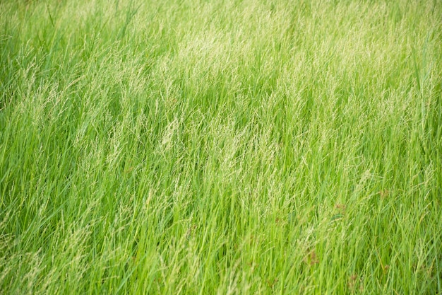 Foto close-up van mooi groen gras met een wazige achtergrond