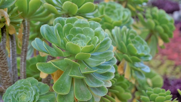 Close-up van mooie Aeonium arboreum ook bekend als boom aeonium aenium ierse roos houseleek of zwarte prins