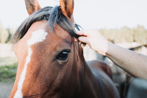 Close-up van mooie bruine Chileense paardenogen die staan te wachten om gestreeld te worden Educatieve boerderij
