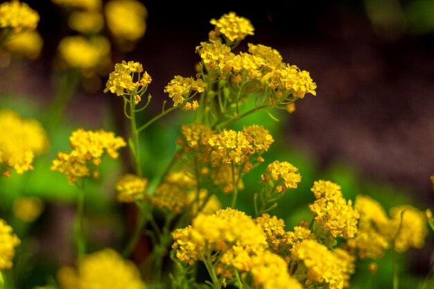 Close-up van mooie gele bloemen in de tuin Lente achtergrond met mooie gele bloemen lente zomer concept bloemen concept lente tuin lente bloemen